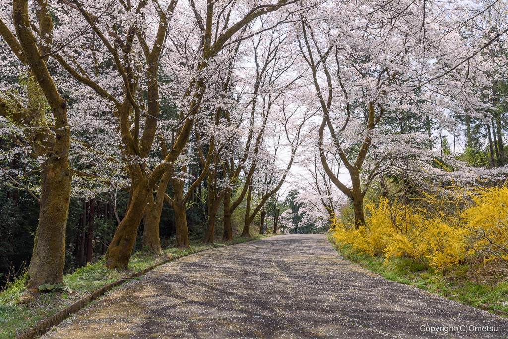 青梅・霞丘陵ハイキングコースの、桜並木