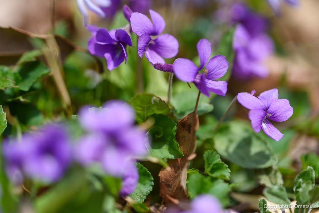 青梅・霞丘陵ハイキングコースの、スミレ