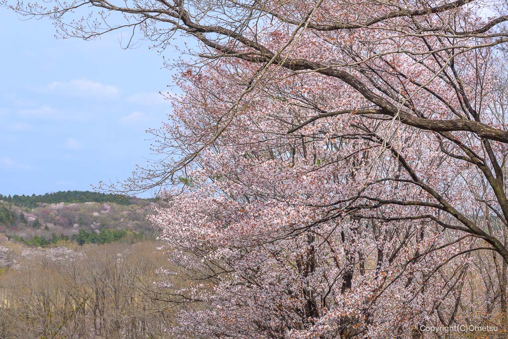青梅・霞丘陵ハイキングコースの、展望と桜