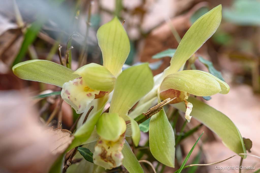青梅・霞丘陵ハイキングコースの、シュンラン
