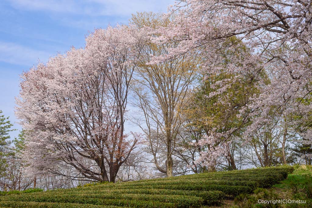 青梅・霞丘陵ハイキングコースの、桜と茶畑