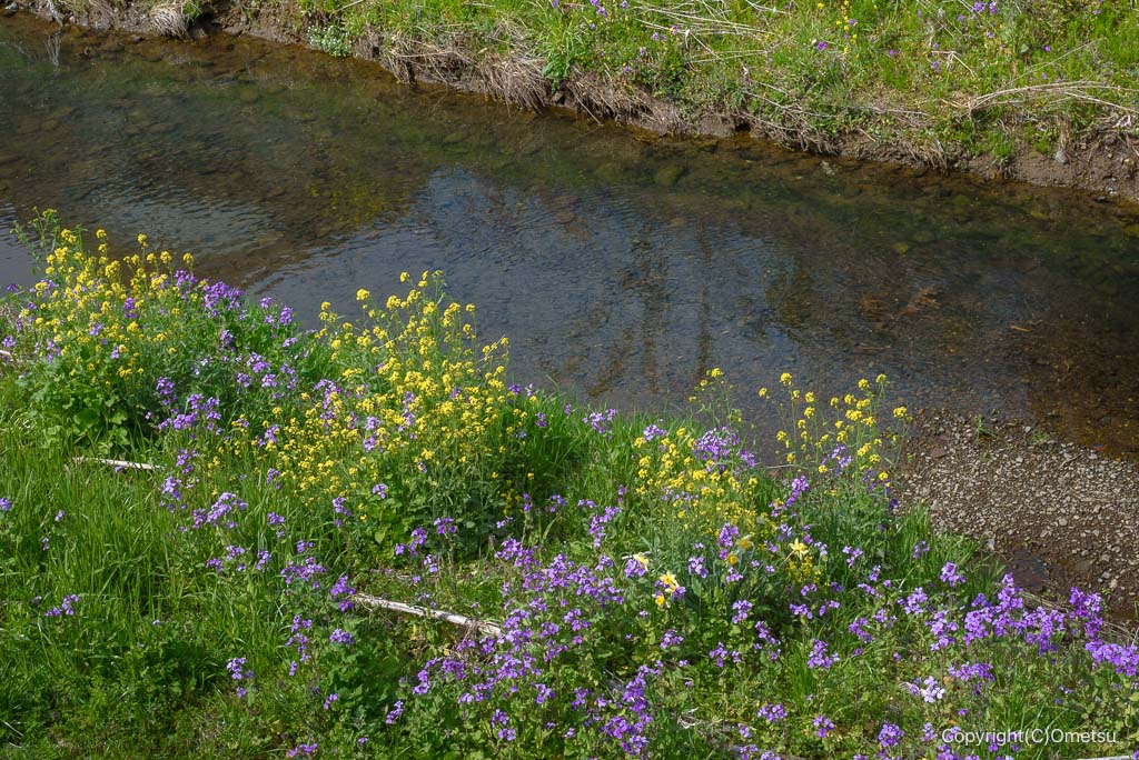 青梅・霞川遊歩道の、菜の花とハナダイコン