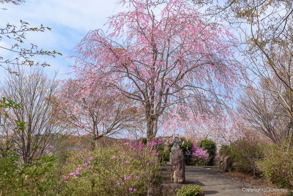 青梅市・報恩寺のしだれ桜