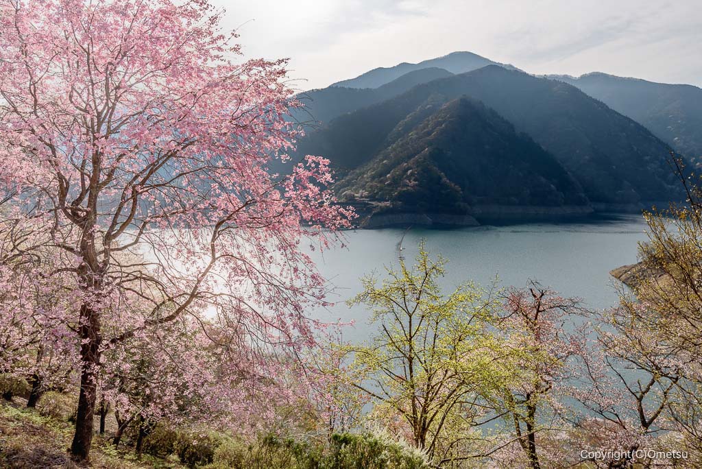 奥多摩湖としだれ桜