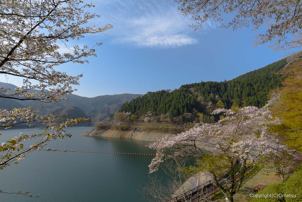 奥多摩湖と桜