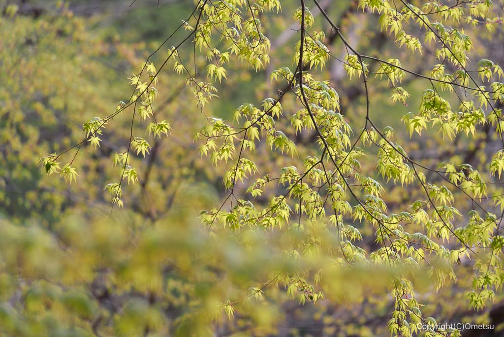 奥多摩・むかし道の新緑