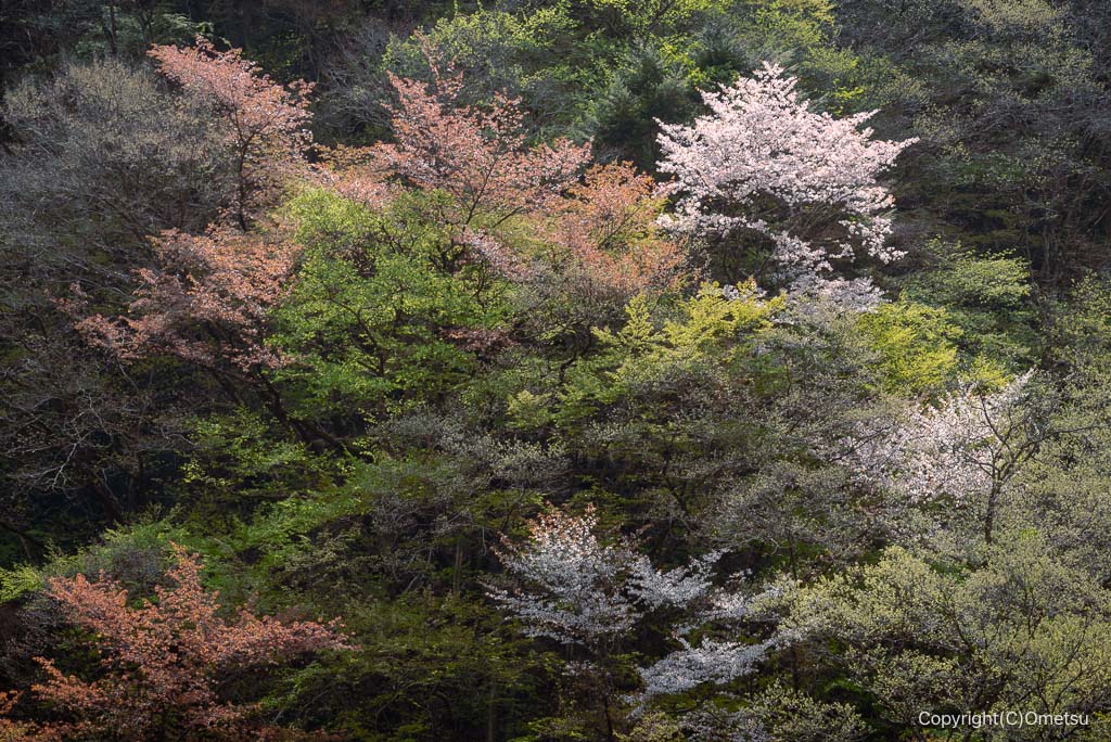 奥多摩・むかし道のヤマザクラの森