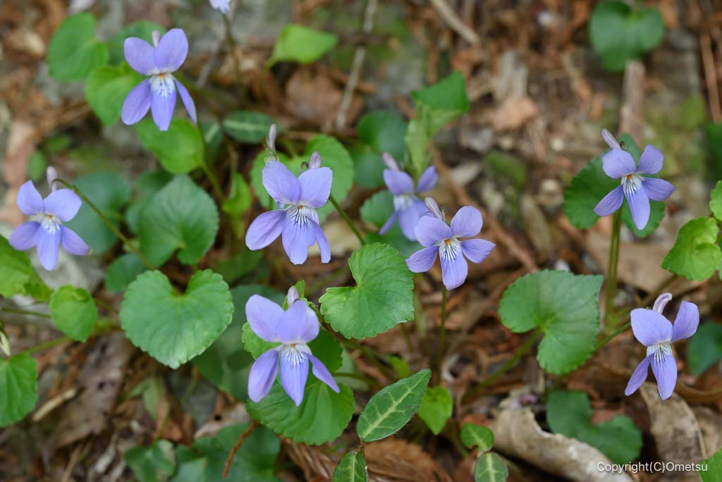 奥多摩・鳩ノ巣渓谷のスミレ