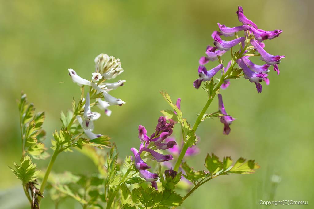 奥多摩・鳩ノ巣渓谷の、シロヤブケマンとムラサキケマン