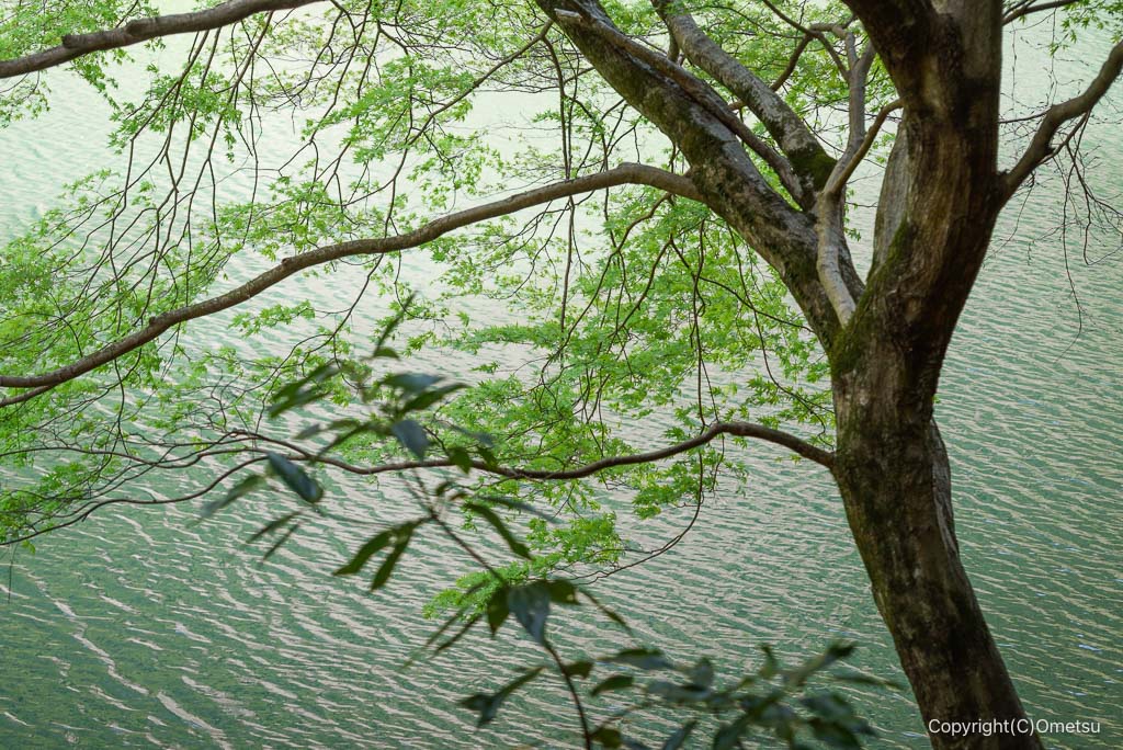 奥多摩・鳩ノ巣渓谷の木