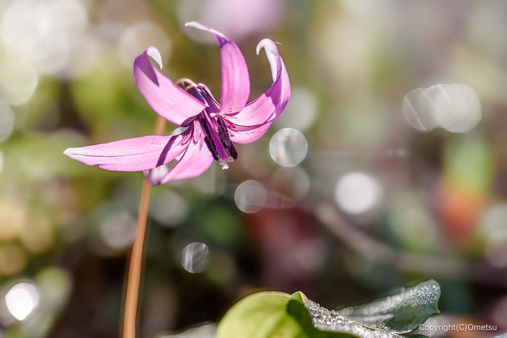青梅市・梅の公園の、カタクリ