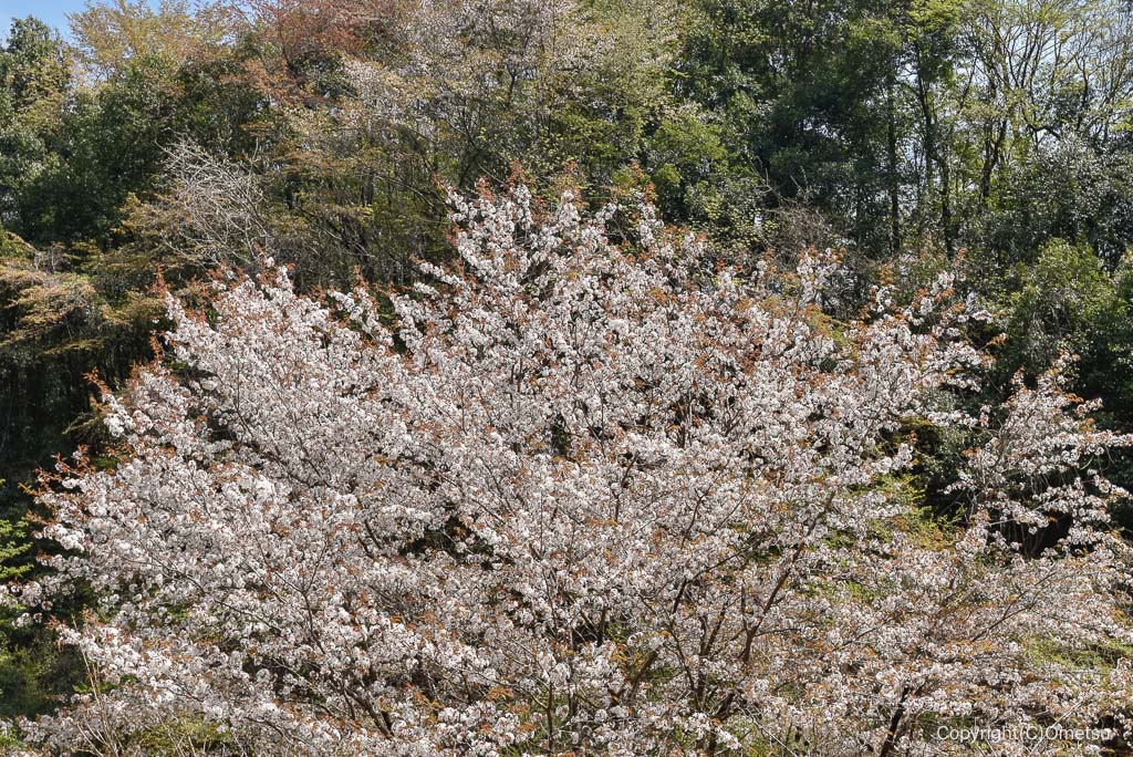 奥多摩・羽黒三田神社付近のヤマザクラ