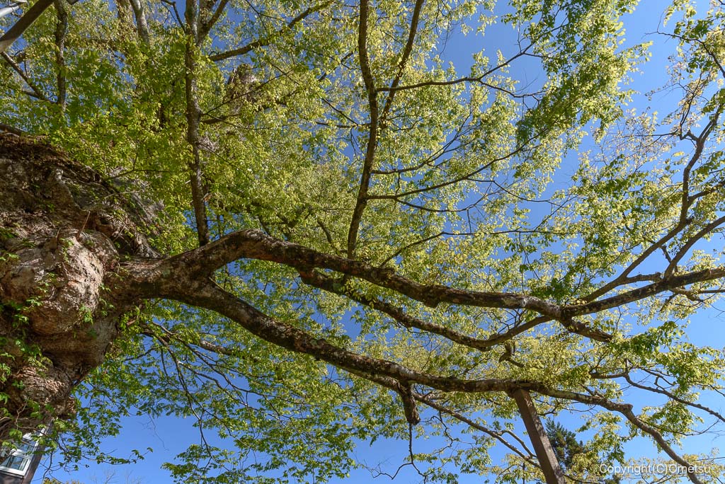 御岳山。神代ケヤキの新緑