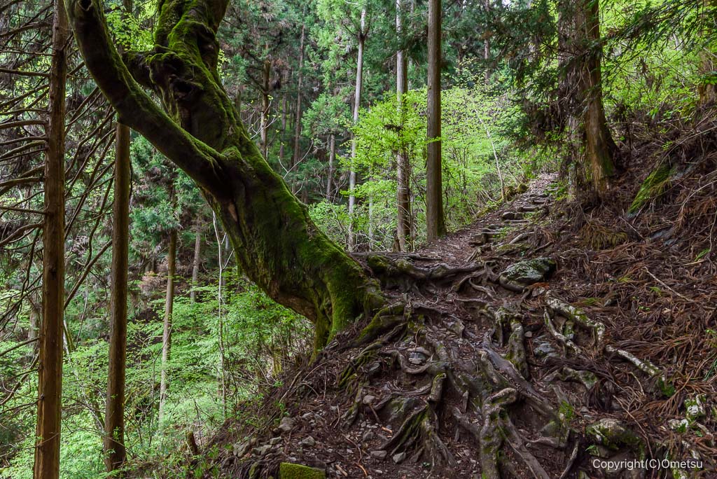 御岳山・長尾平から七代の滝の登山道