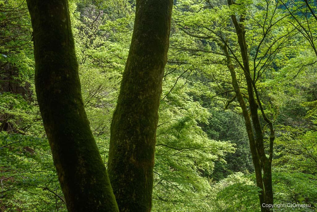 御岳山・ら七代の滝付近の新緑