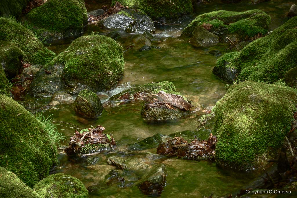 御岳山・ロックガーデンの苔の沢
