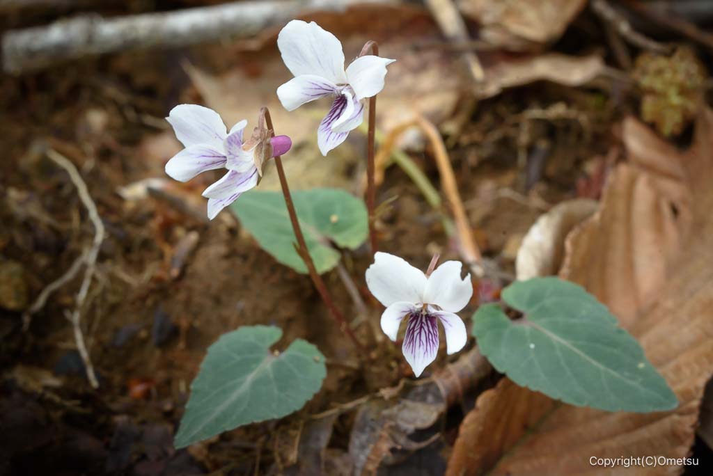 奥多摩・上高岩山登山道のコミヤマスミレ