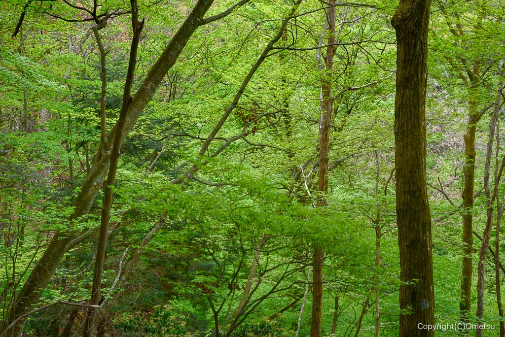 奥多摩・上高岩山登山道の新緑