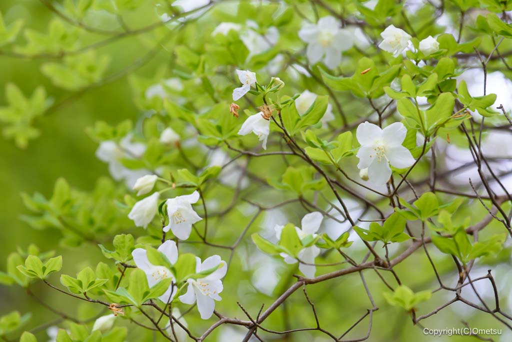 奥多摩・上高岩山のシロヤシオ