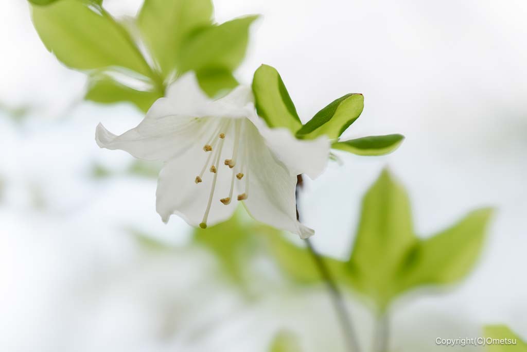 奥多摩・上高岩山のシロヤシオの花