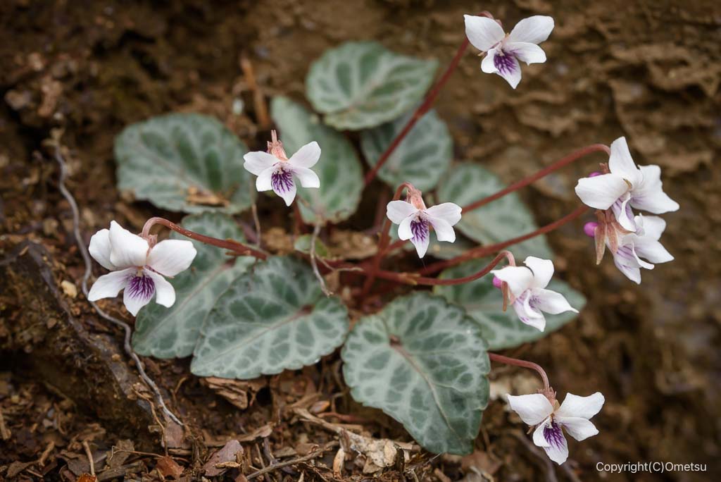 奥多摩・上高岩山のフイリフモトスミレ