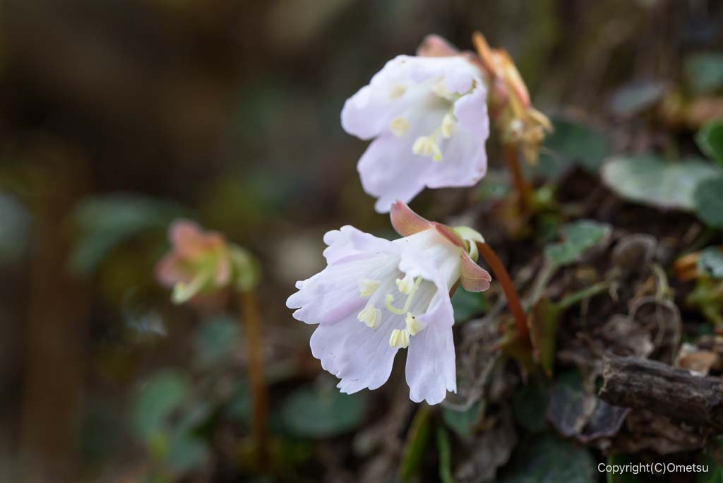奥多摩・上高岩山のイワウチワ
