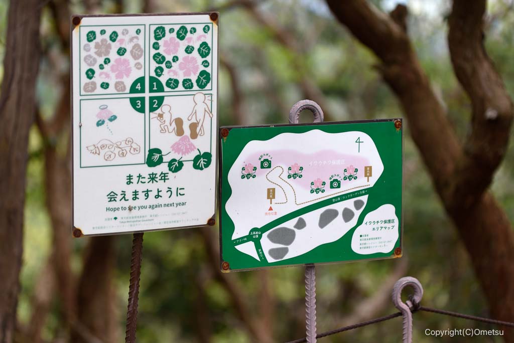 奥多摩・上高岩山、イワウチワ自生地