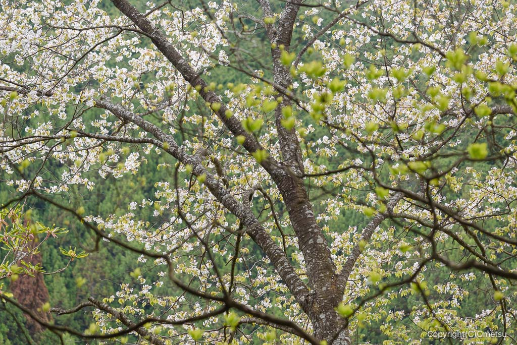奥多摩・上高岩山の、ヤマザクラ