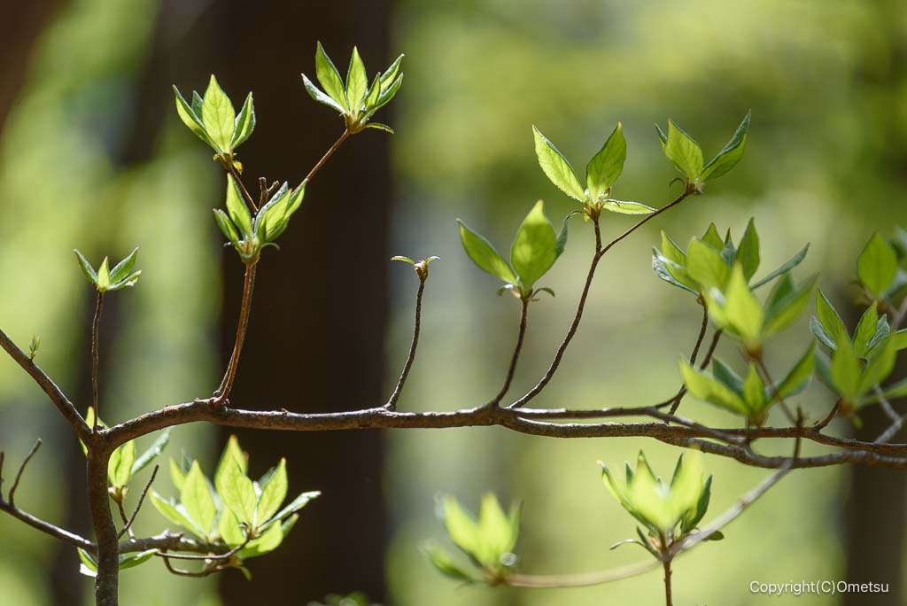 奥多摩・鍋鎗山付近の新緑