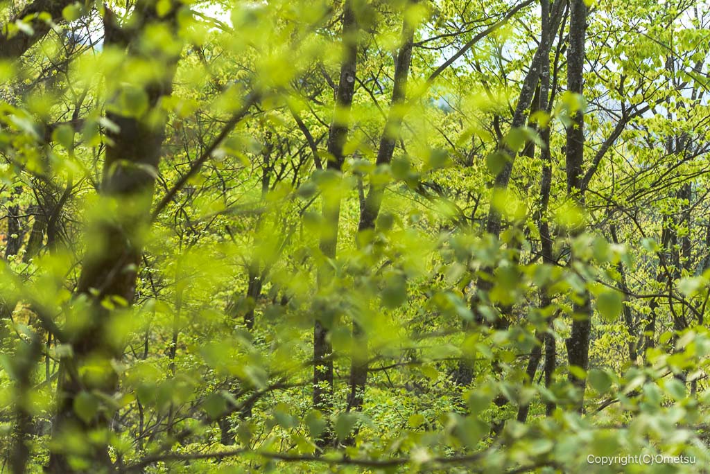 御岳山・鍋割山の新緑