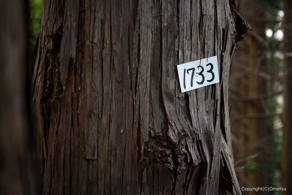 御岳山・奥の院登山道の杉の木のプレート