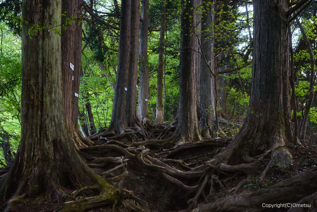 御岳山・奥の院登山道の、木の根