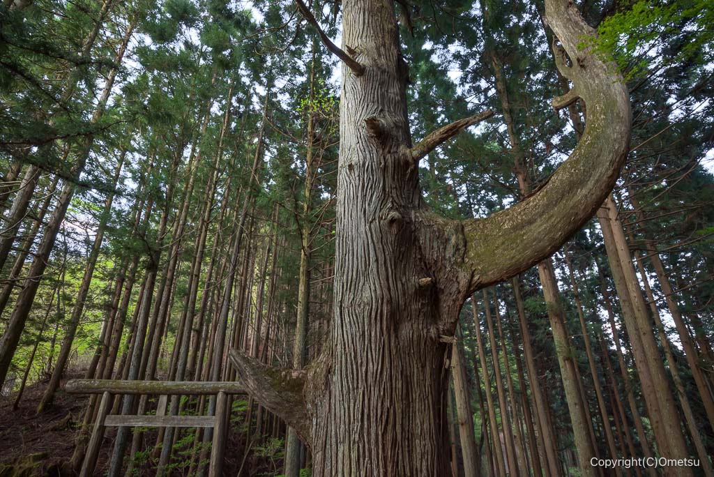 御岳山・天狗の腰掛け杉