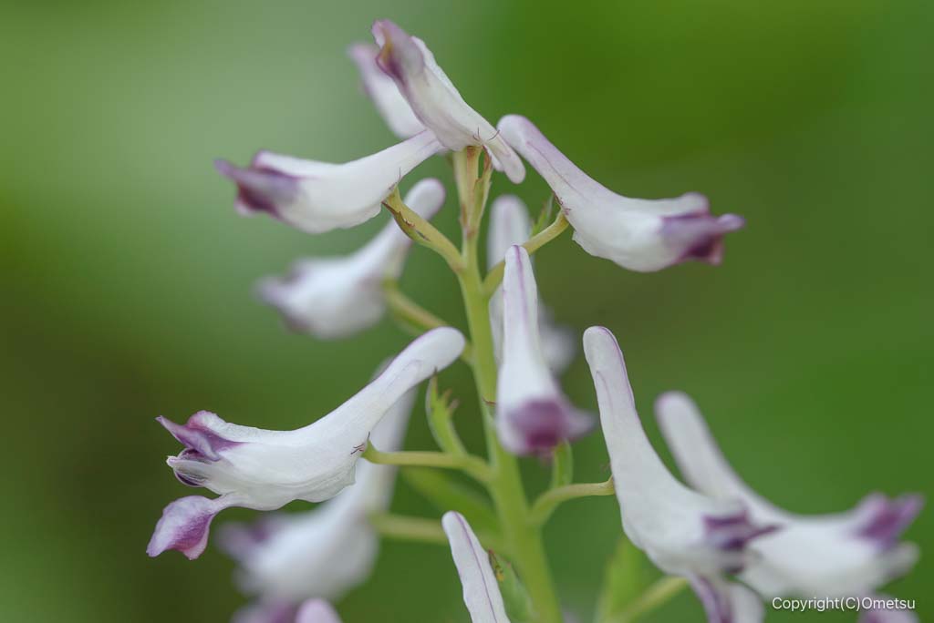 御岳山・ムラサキケマン