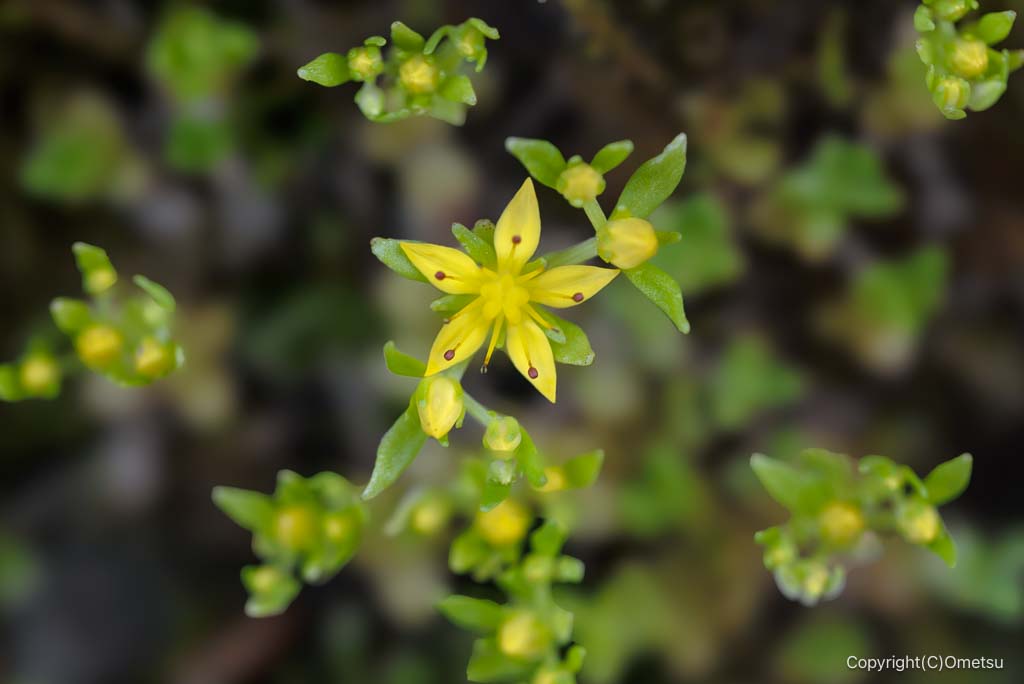 御岳山・ヒメレンゲ
