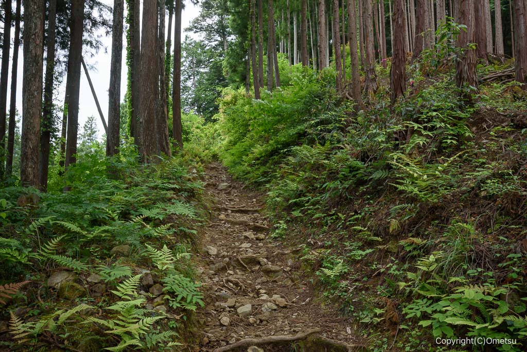 奥多摩・羽黒三田神社、参道の山道