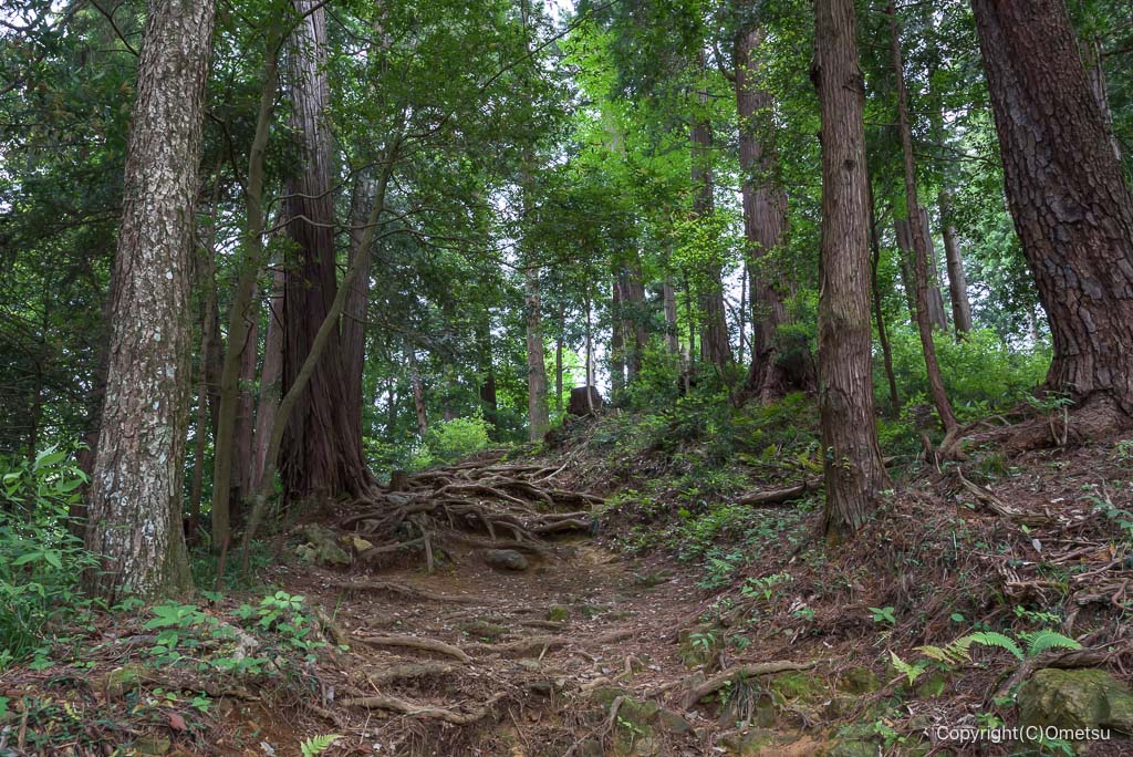 奥多摩・羽黒三田神社、参道の木の根の道