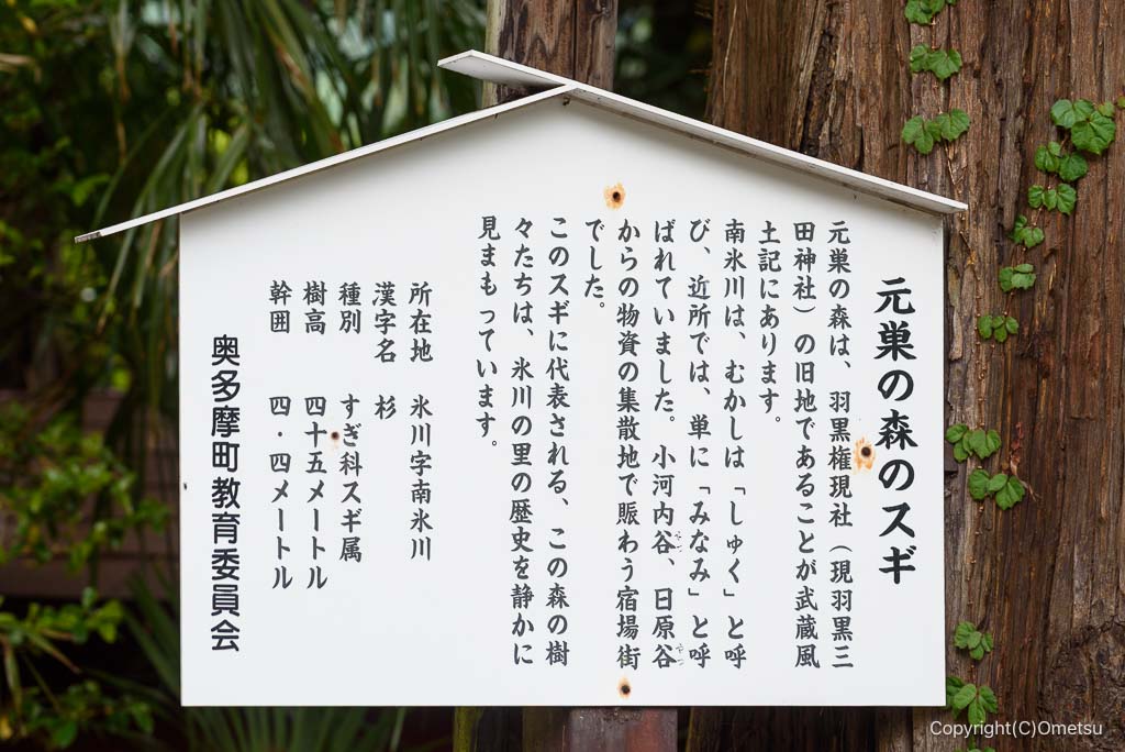 奥多摩・元巣の森のスギの案内板