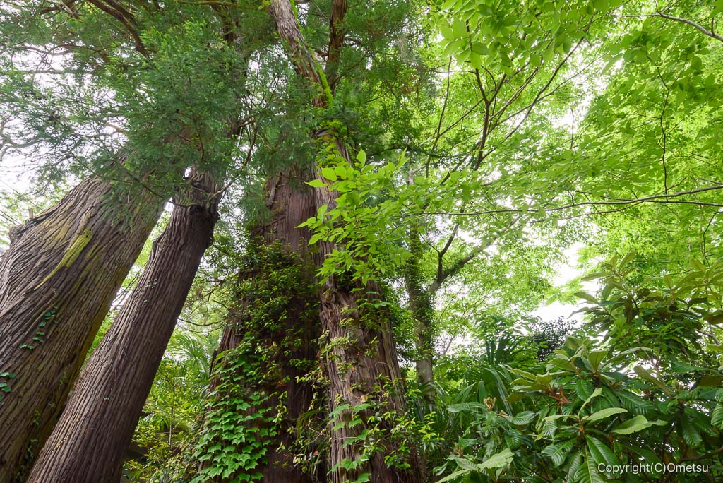 奥多摩・元巣の森のスギ