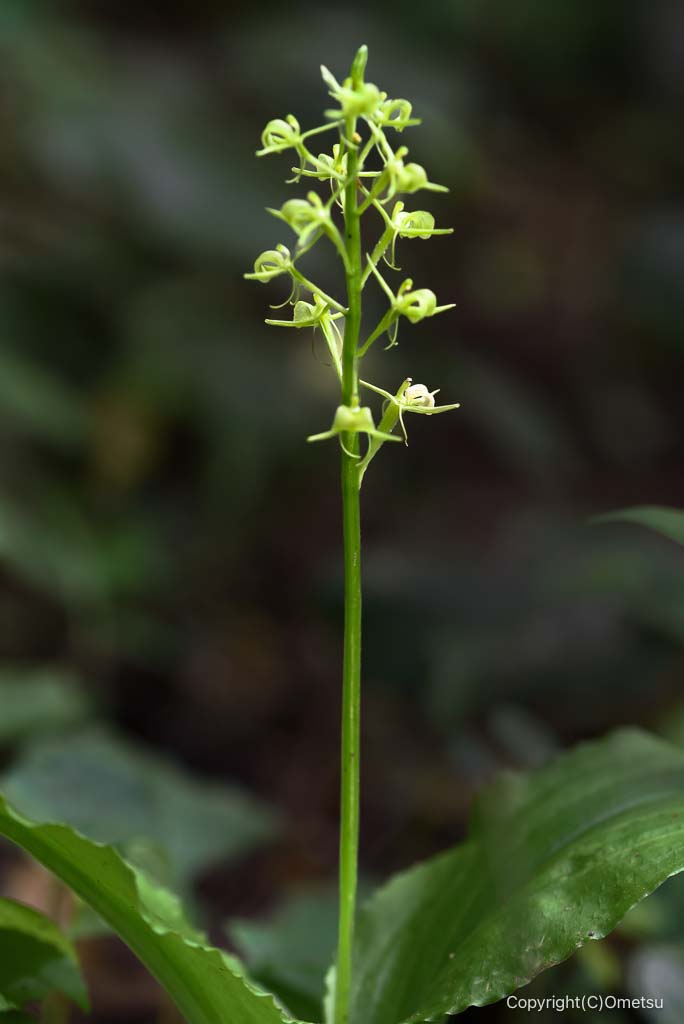 青梅丘陵ハイキングコースのクモキリソウ