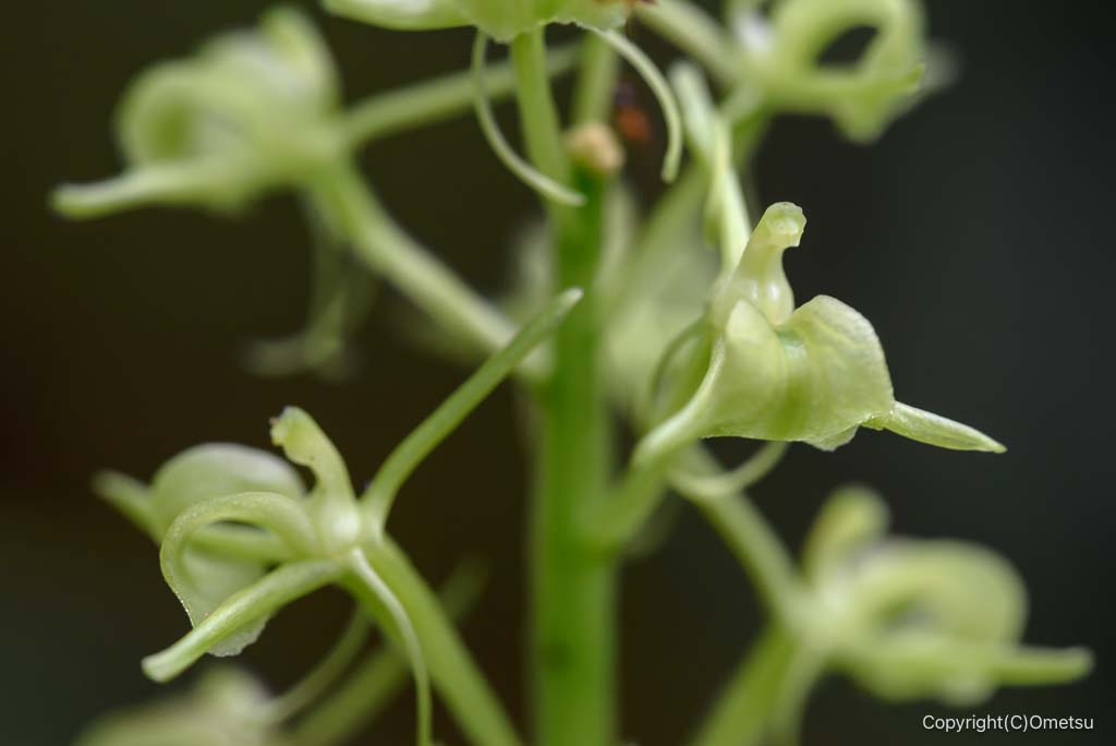 青梅丘陵ハイキングコースのクモキリソウ