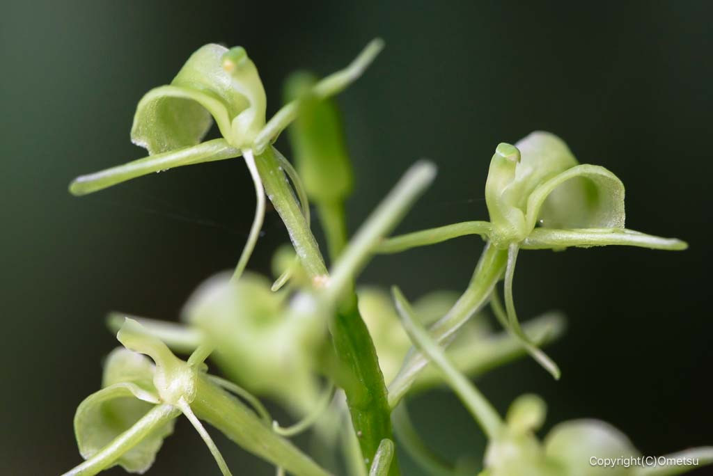 青梅丘陵ハイキングコースのクモキリソウ