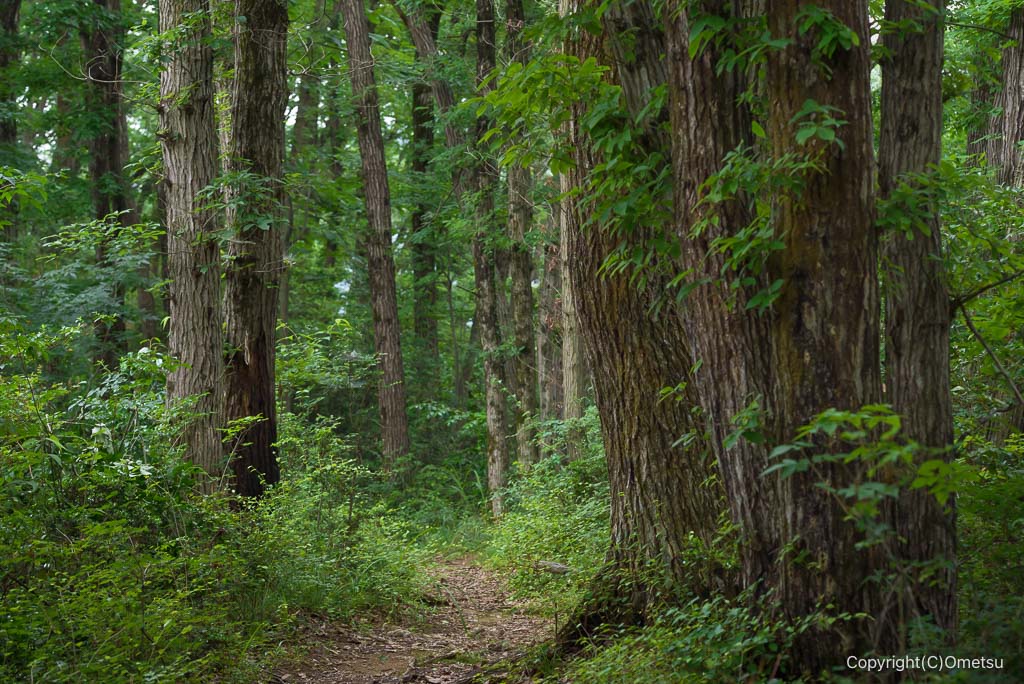 青梅丘陵ハイキングコースの、矢倉台付近の森
