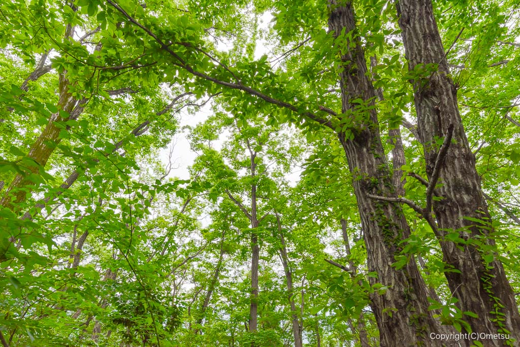 青梅丘陵ハイキングコースの、矢倉台付近の森
