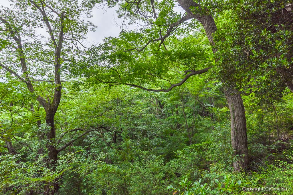 青梅丘陵ハイキングコースの森