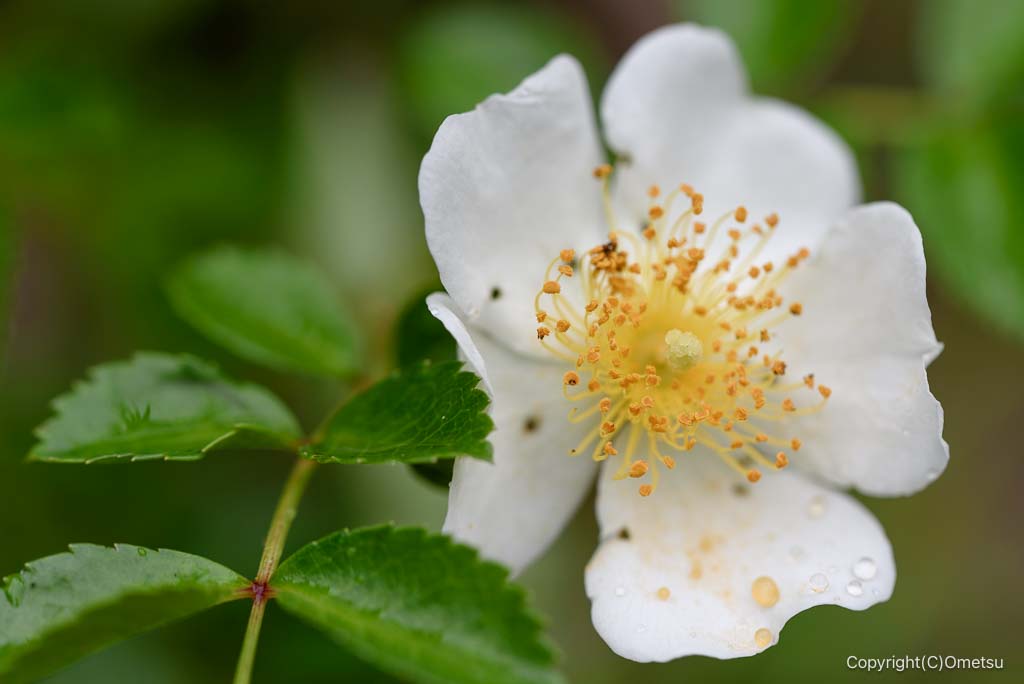 青梅丘陵ハイキングコースのノイバラ