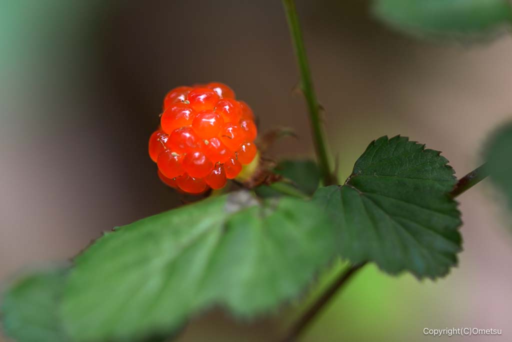 青梅丘陵ハイキングコースの、ニガイチゴの実