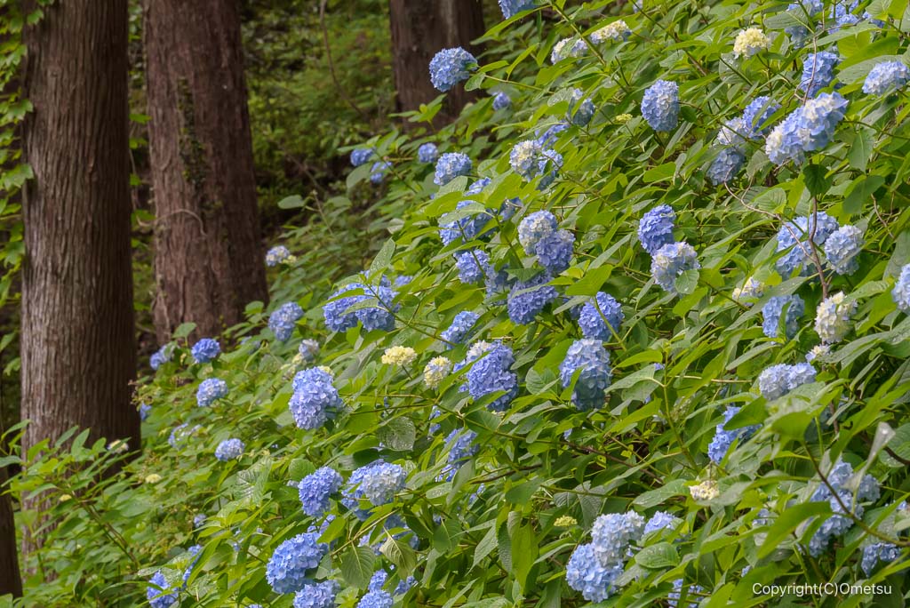 青梅丘陵ハイキングコースの、アジサイ
