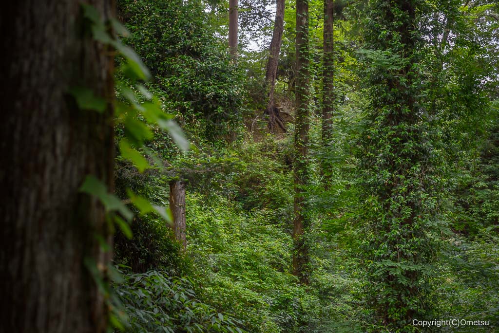 青梅丘陵ハイキングコースの、鬱蒼とした森