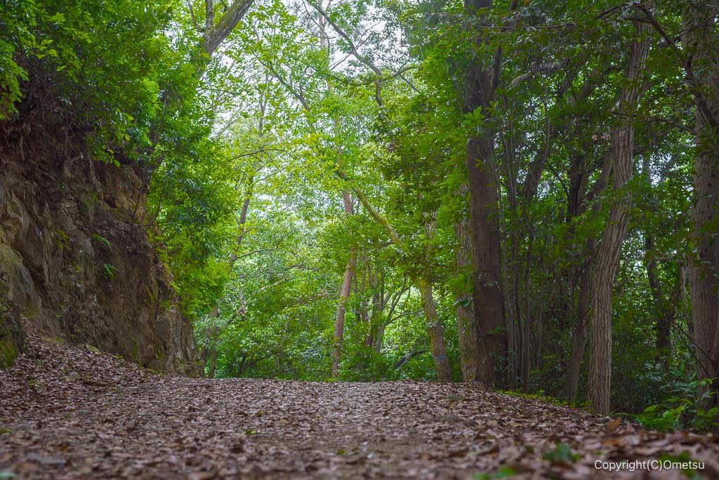 青梅丘陵ハイキングコースの道